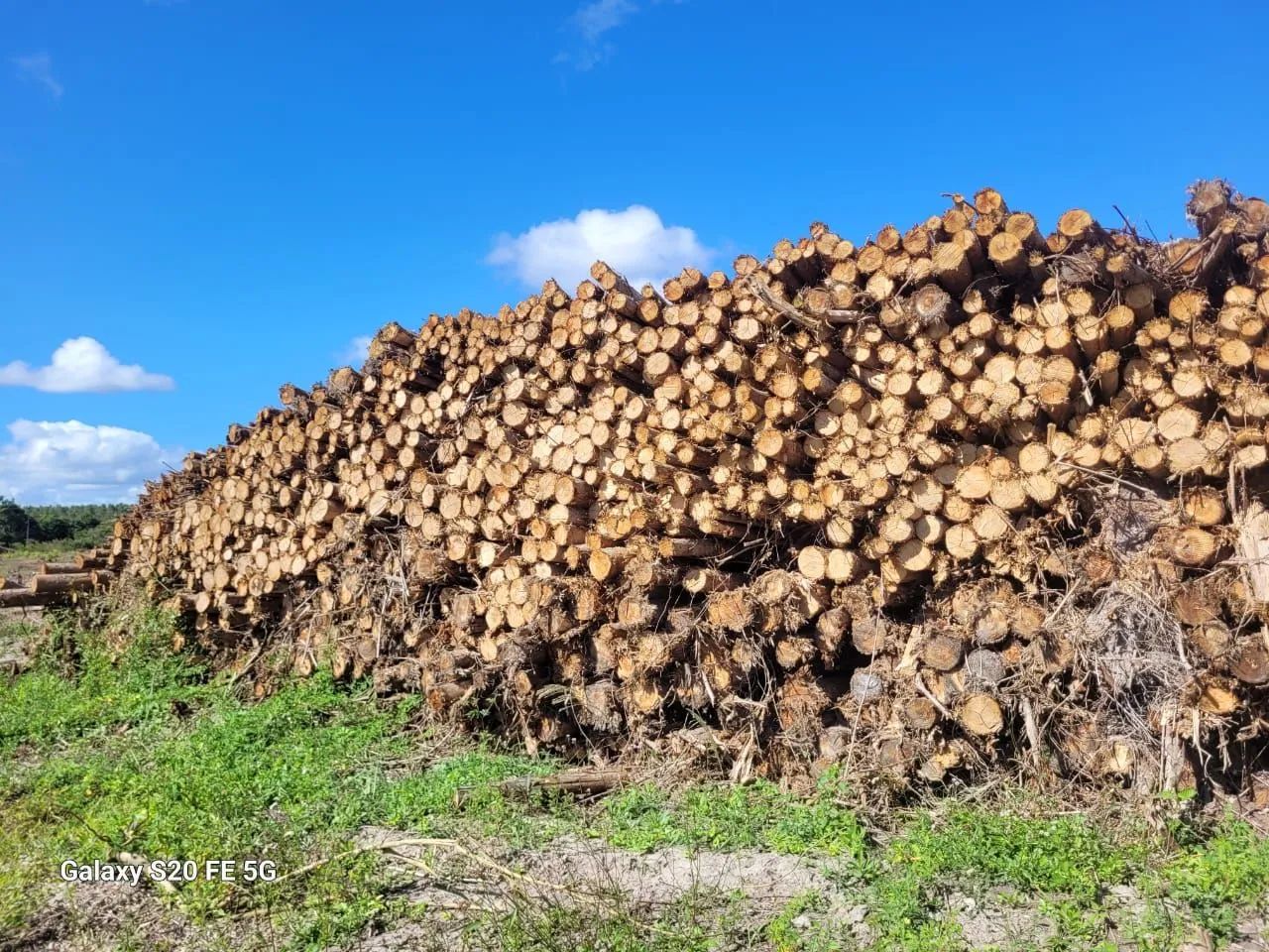 Eucalipto madeira para geração de energia 