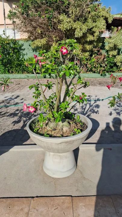 Adenium obesum - Rosa do Deserto - Foto 2