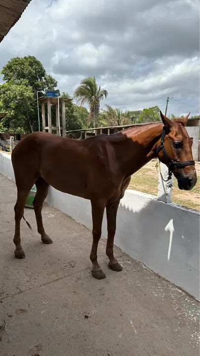Cavalos de vaquejada 