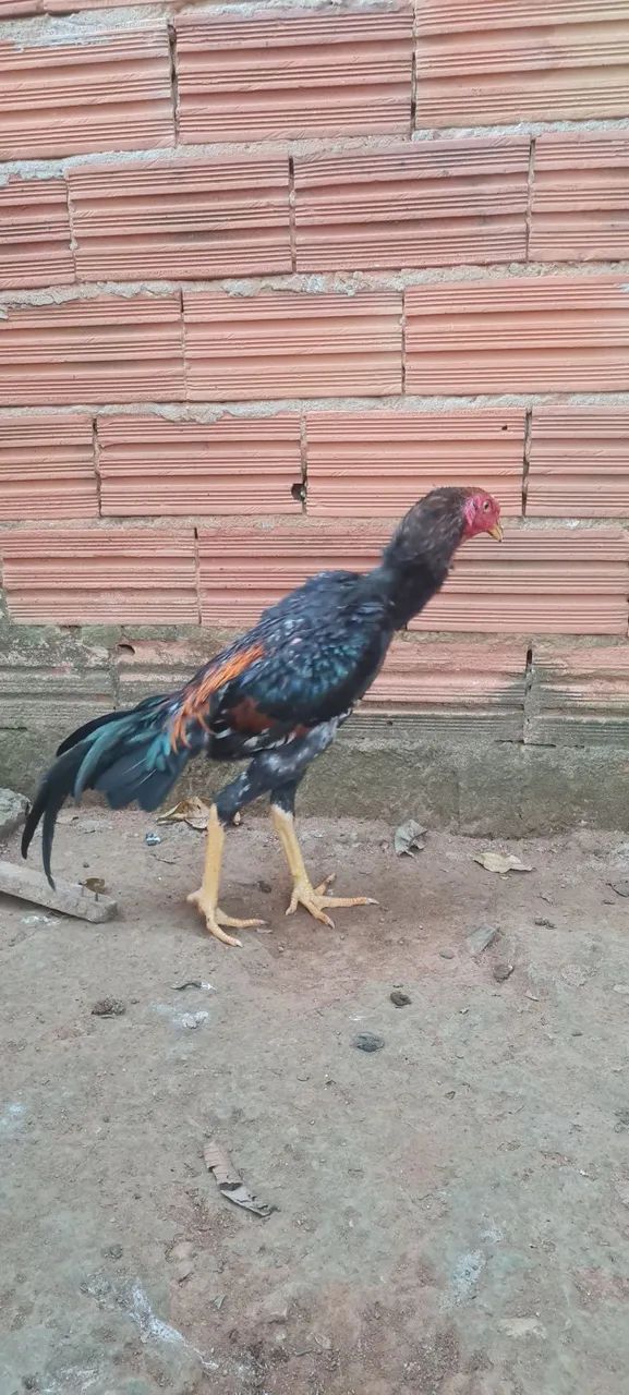 Frango novo 5 meses 