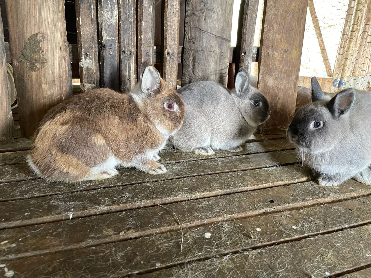 Dwarf rabbit63824582377219123