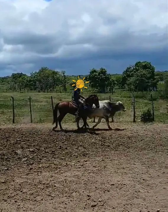 Potro mestiço de QM - Foto 4