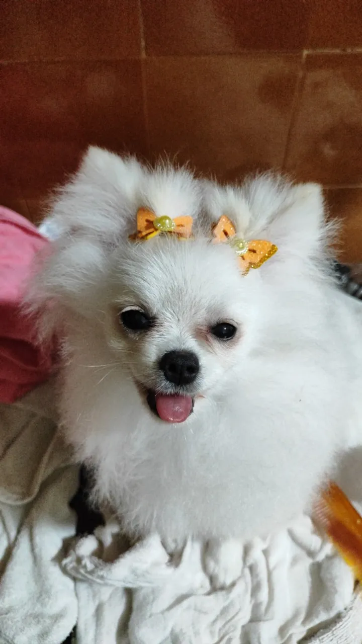 Casal de Spitz alemão, Lulu da Pomerânia 