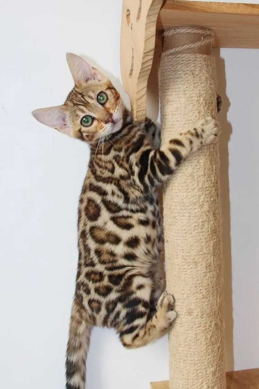 Adoráveis Gatos Bengal 