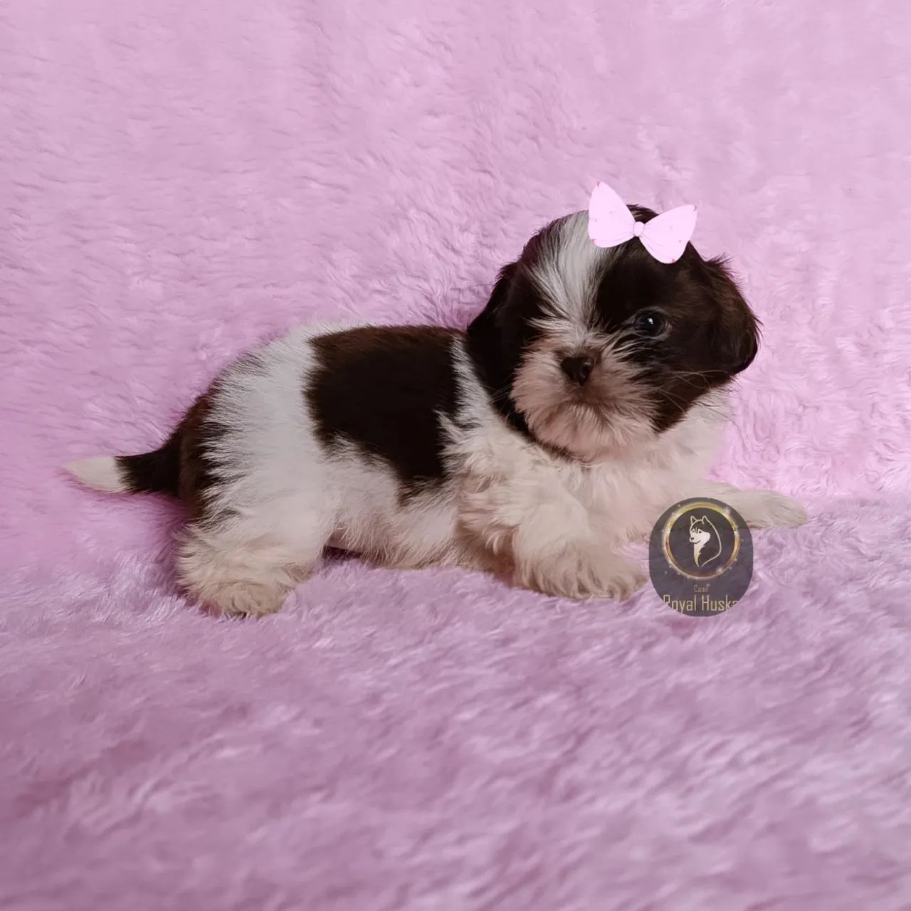 Linda Filhote de Shih Tzu Fêmea - Foto 3
