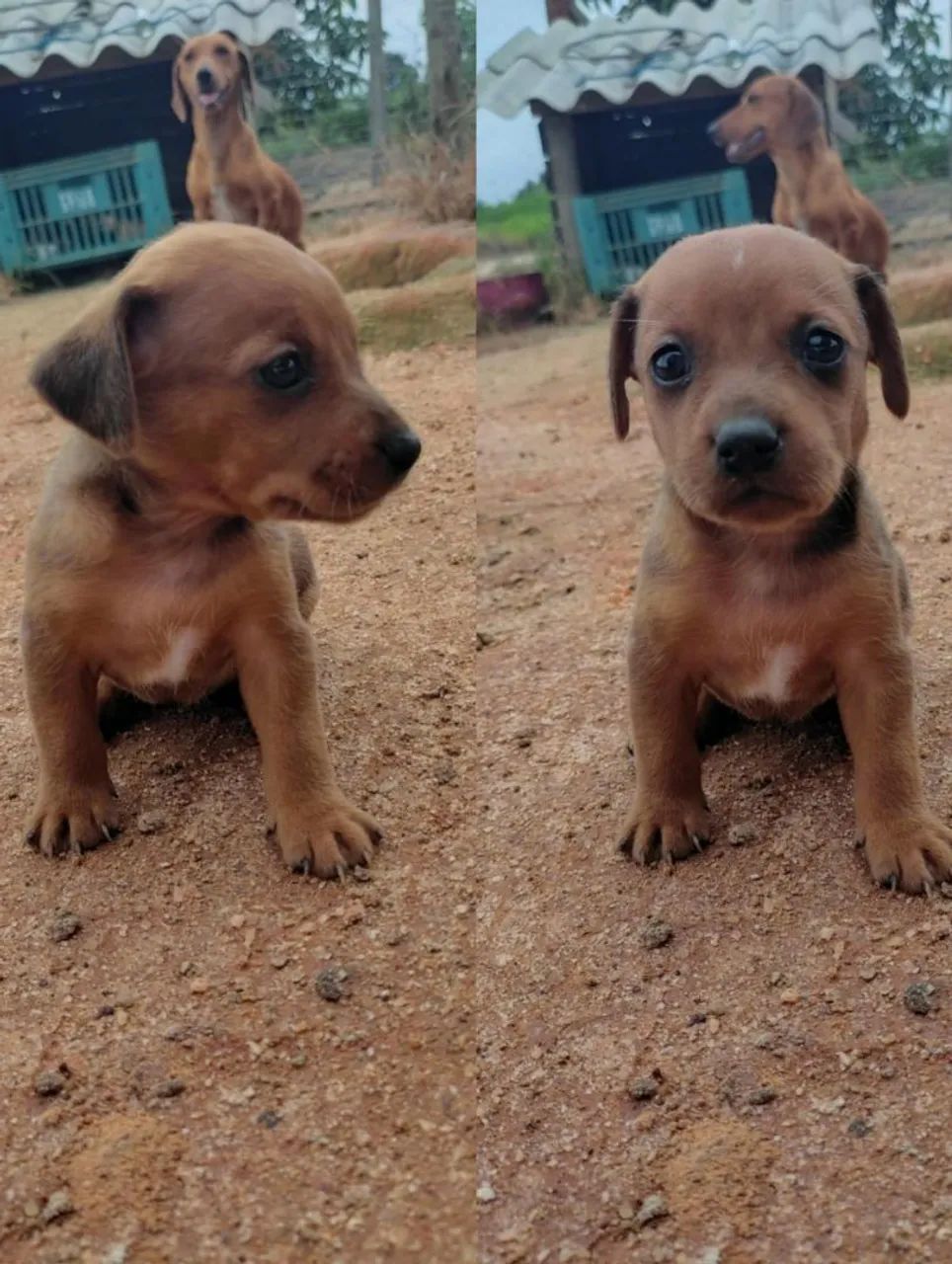 Filhotes de Basset dachshund salsicha Cachorros Guriri Sul