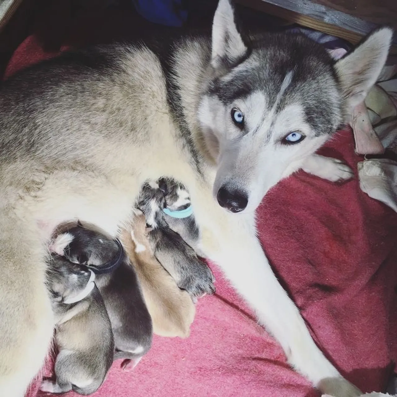 Husky siberiano Filhotes- Lindos e disponíveis