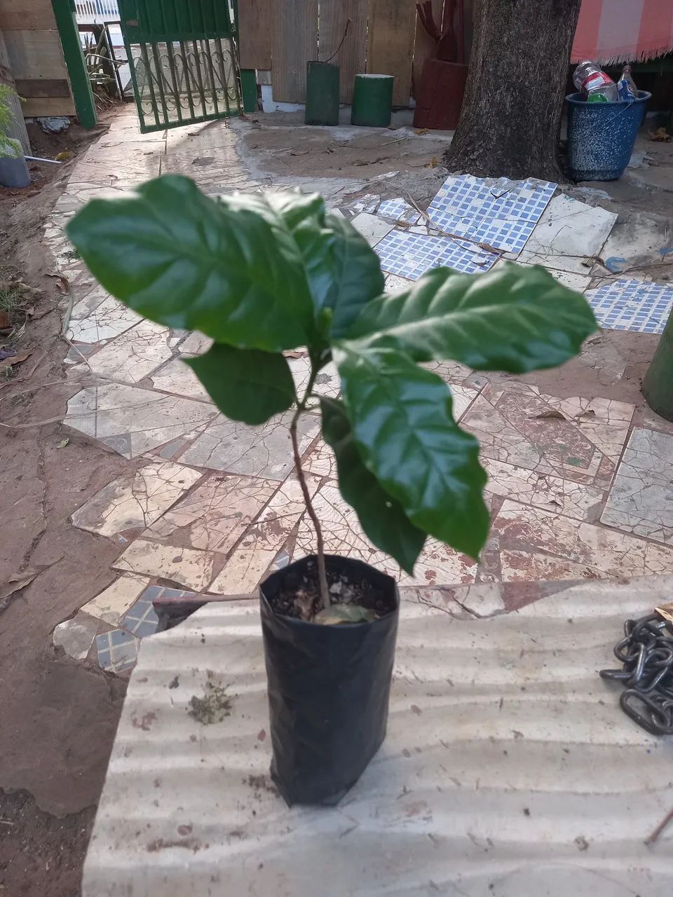 Mudas de Café - Pronta para Plantar - Foto 2