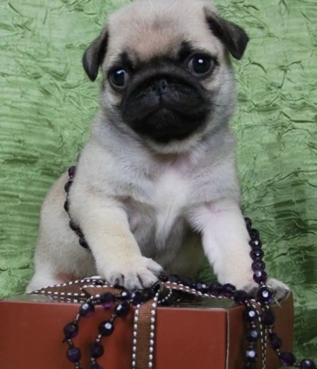   Porte Pequeno ótimo para Apartamento, Filhote de Pug entrega imediata  - Foto 2