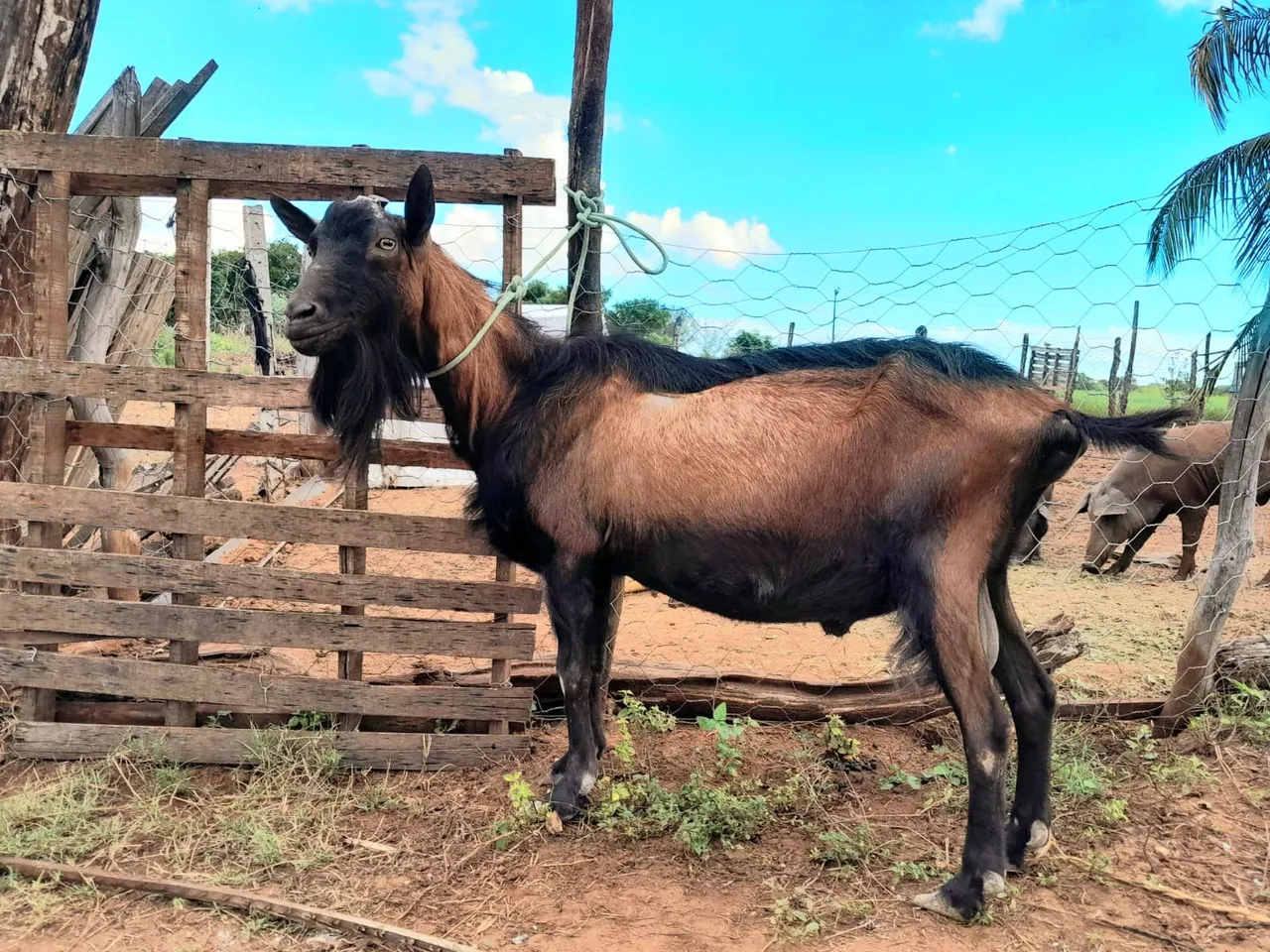 Vendo bodes e cabras de ótima genética 
