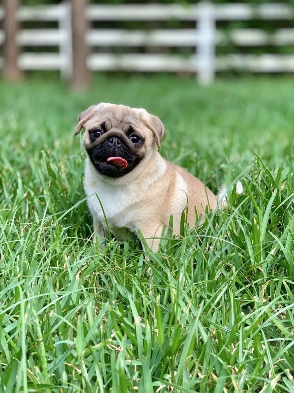 Filhote de Pug Adorável e cheio de alegria 