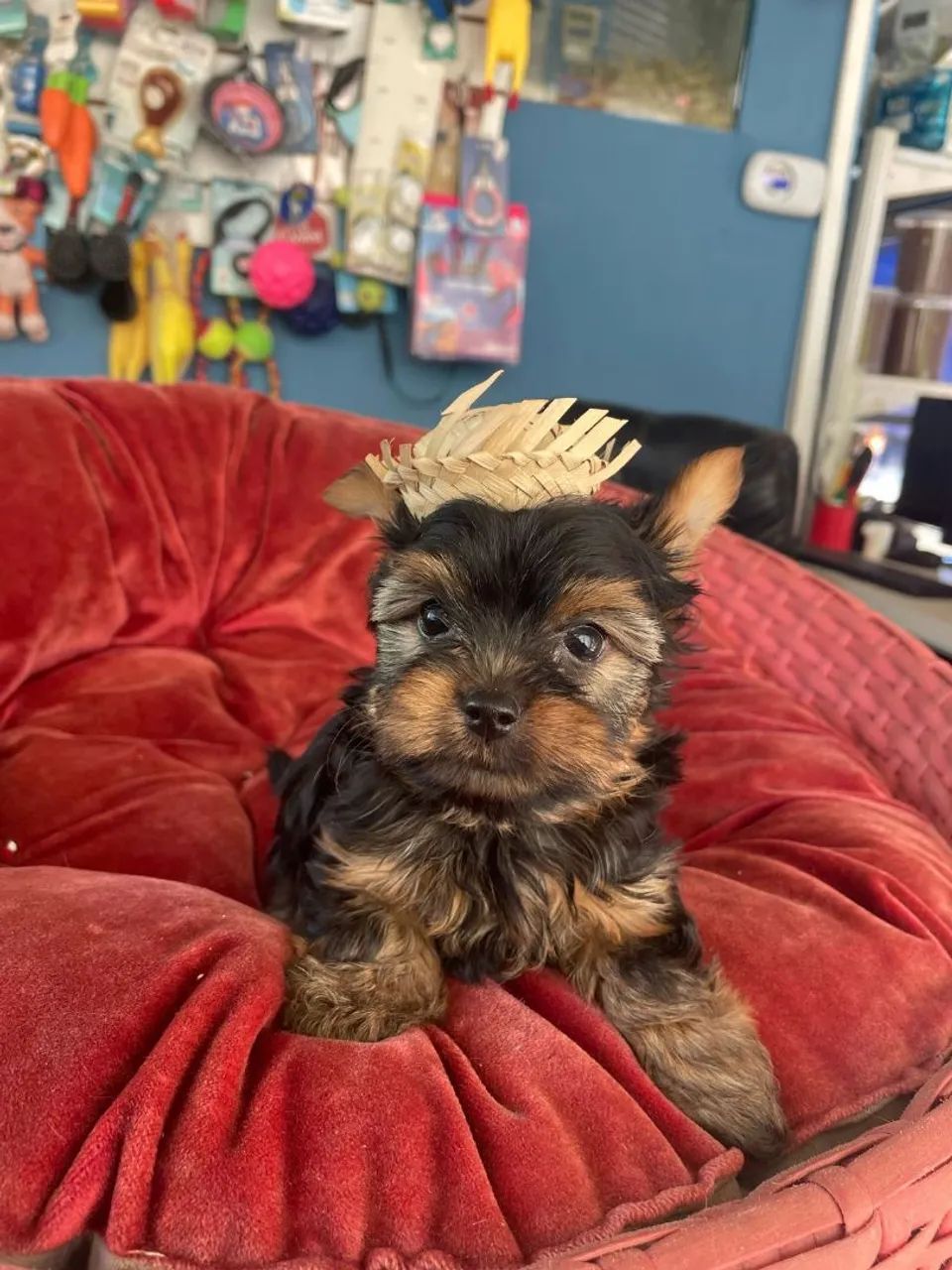  Yorkshire micro machinho