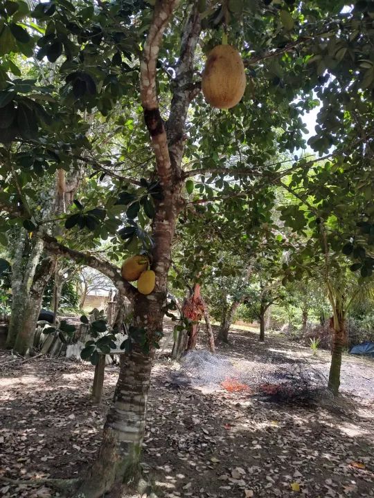 Oportunidade chácara no Lindóia apenas 490 mil documentada - Foto 2