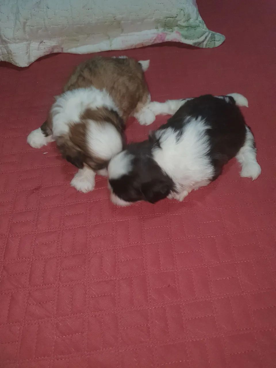 Filhote Shih Tzu - Foto 5