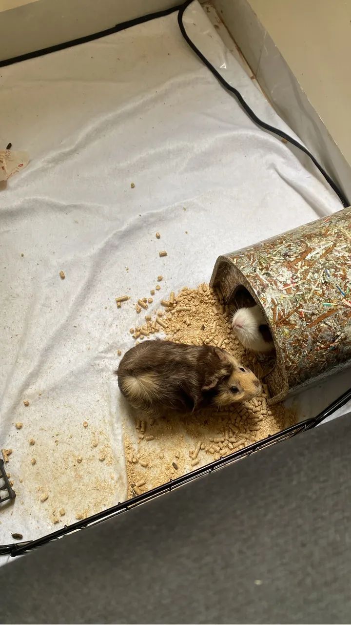 Porquinhos da índia 