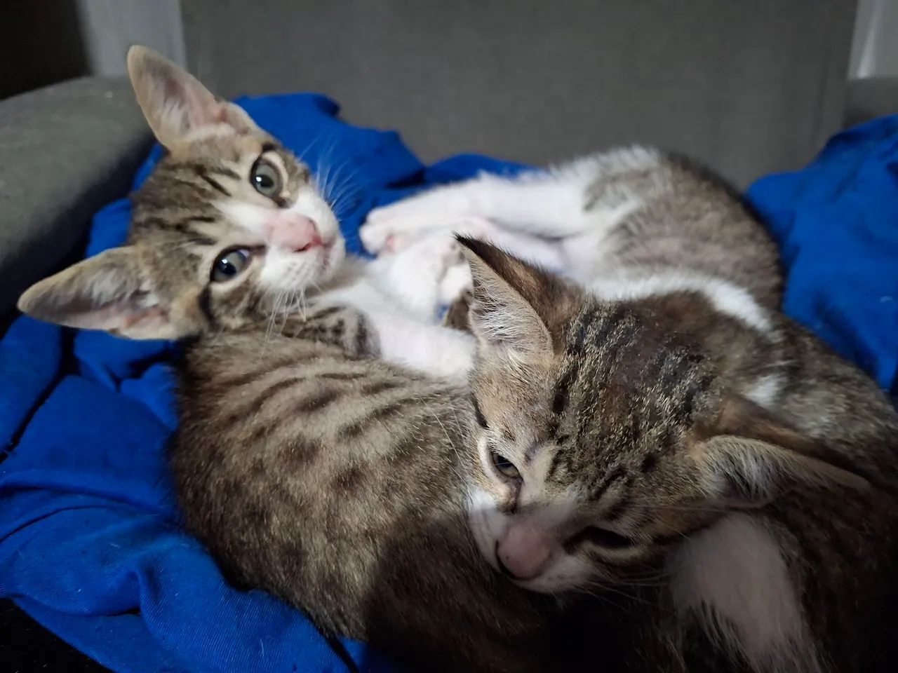 Gatinhosfofinhos para adoção.  Dois macho, duas fêmeas. 