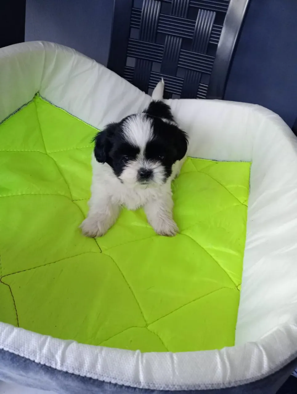 Vendo lindo filhote de micro shith zu machinho