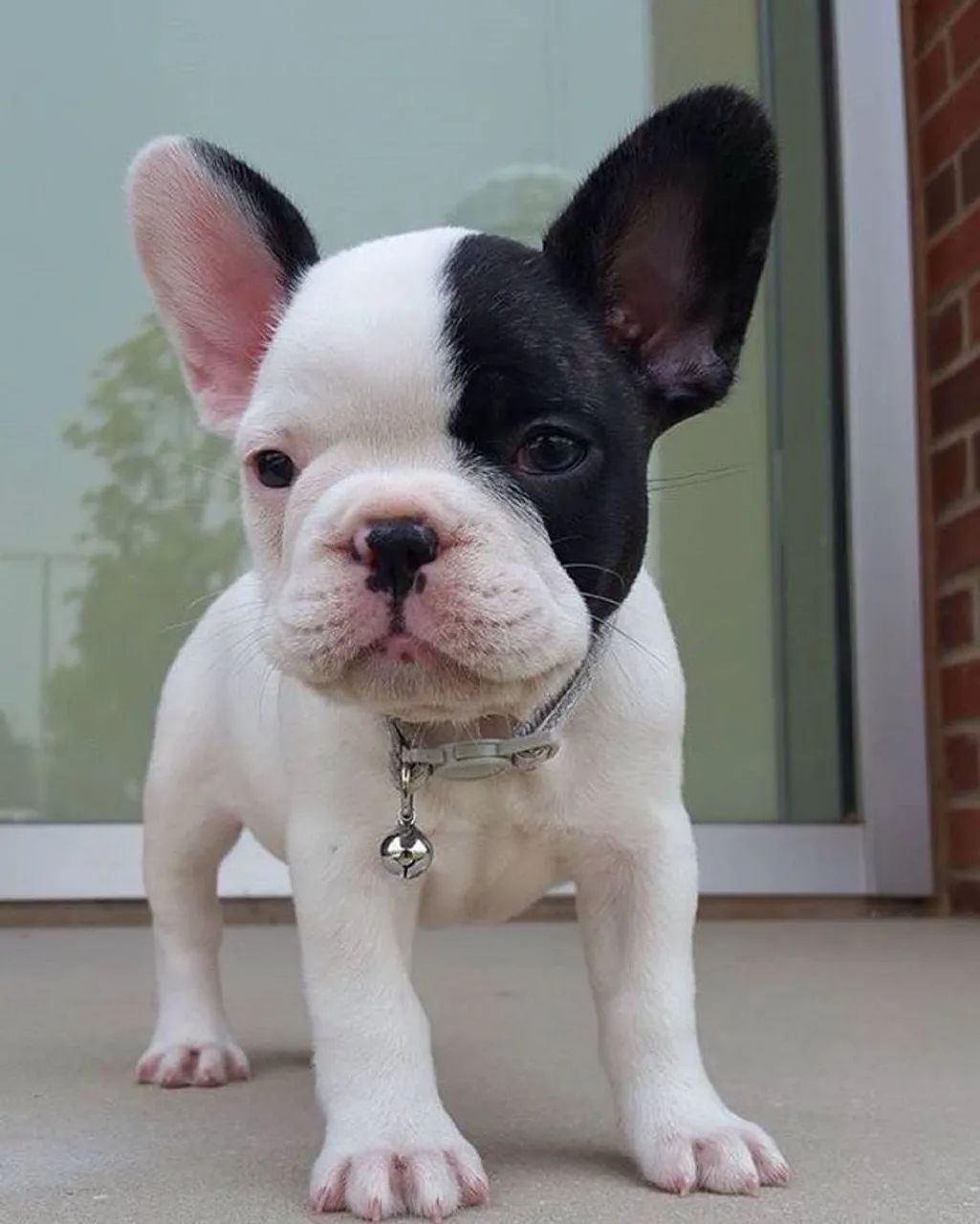 Buldogue preto e branco - machinhk