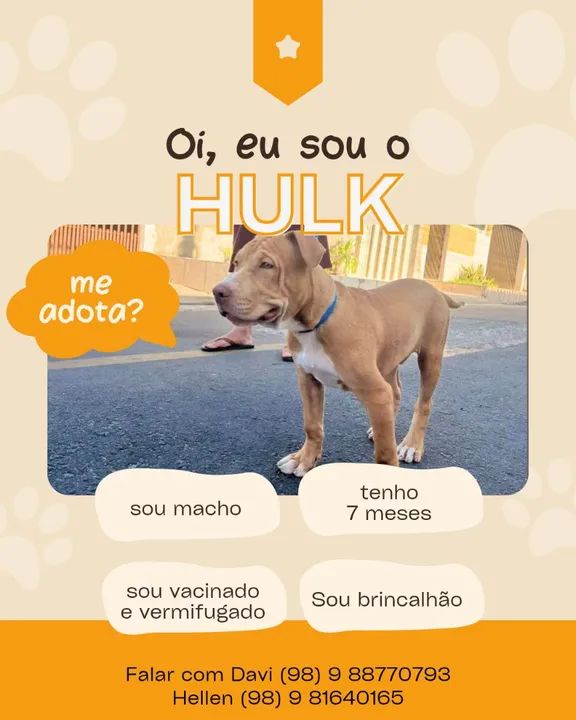 Hulk - Filhote de Pitbull
