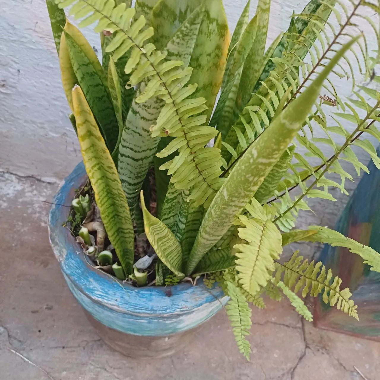 Vaso grande concreto com planta natural espadas retirar ribeirao preto sp não entrego*$50 - Foto 3