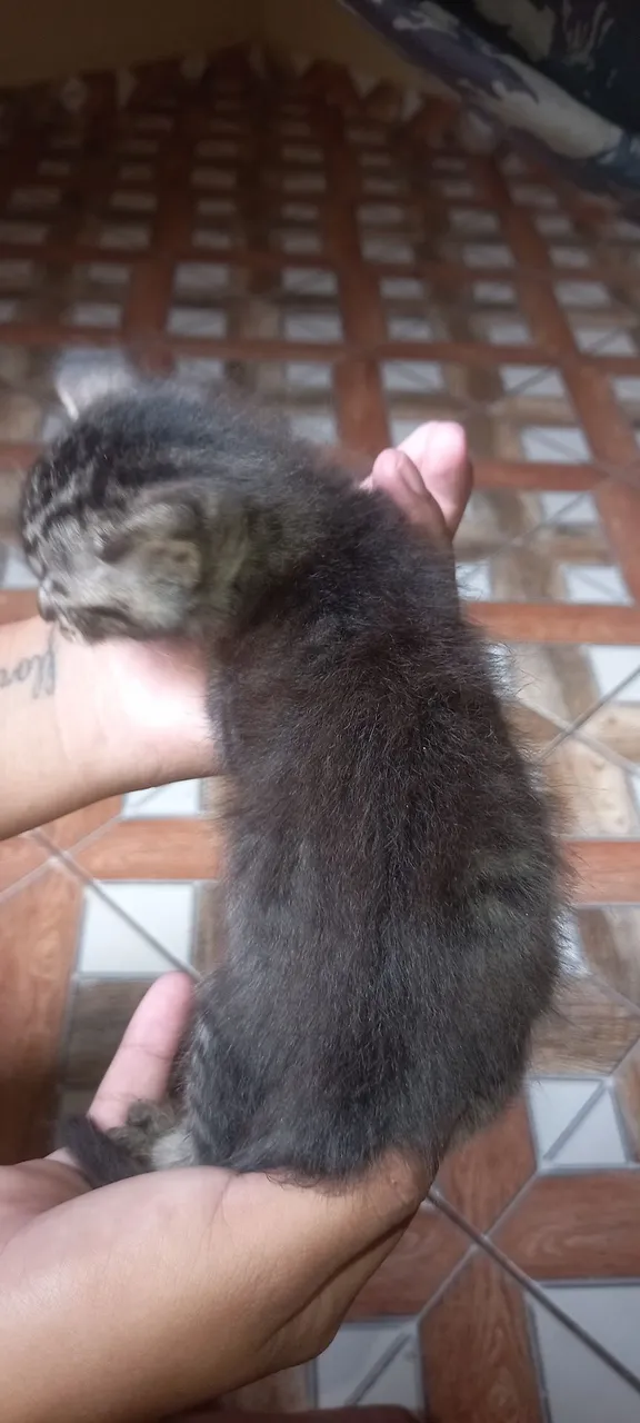 Filhote de gato tigrado para adoção
