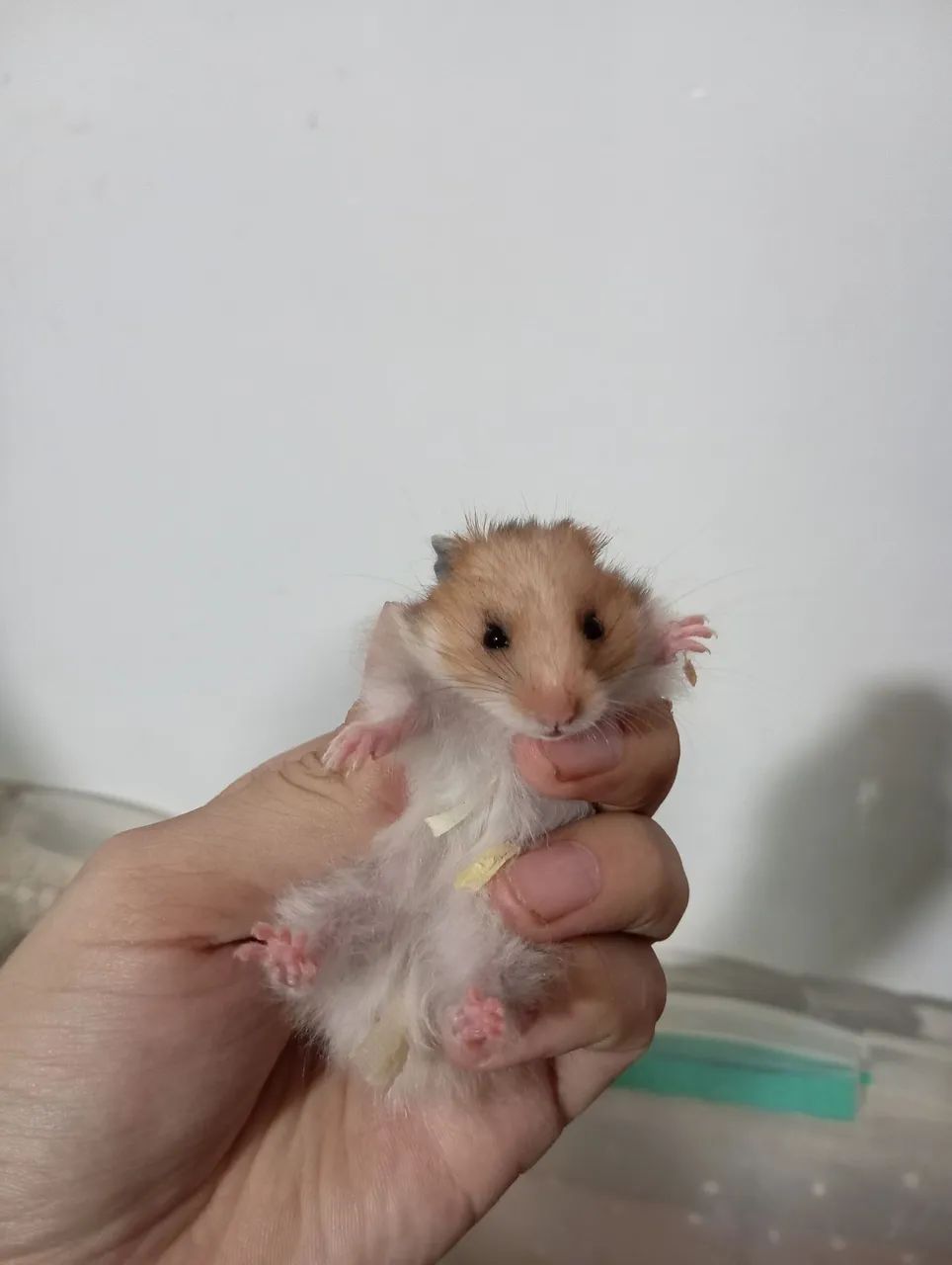 Gaiola + Hamster  - Foto 4