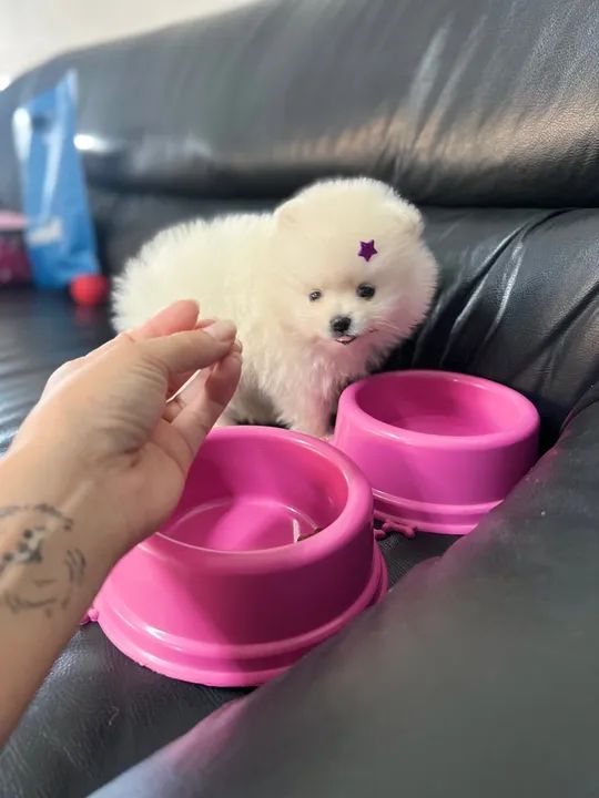 Filhote de Spitz Alemão - Foto 4
