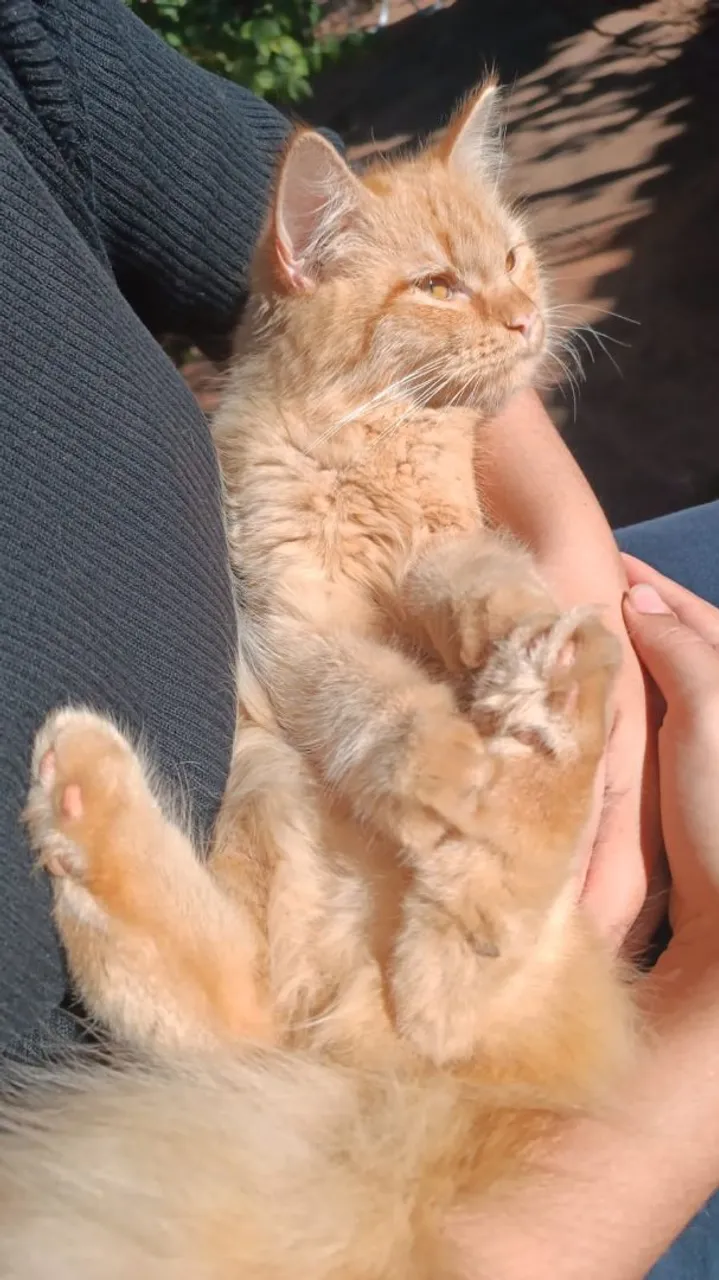 Macho angorá 
