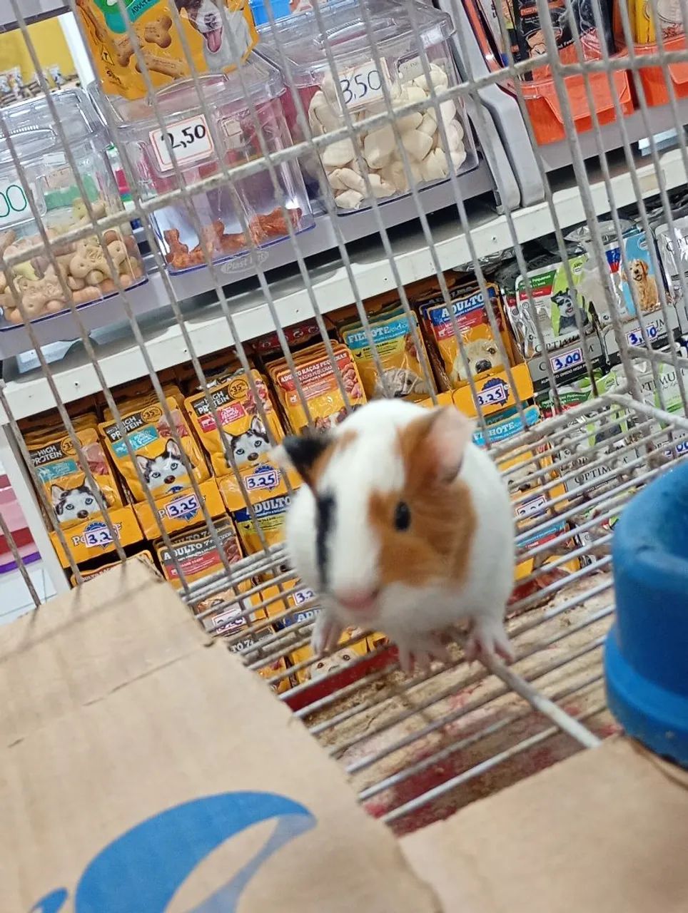 Porquinho da Índia filhote 