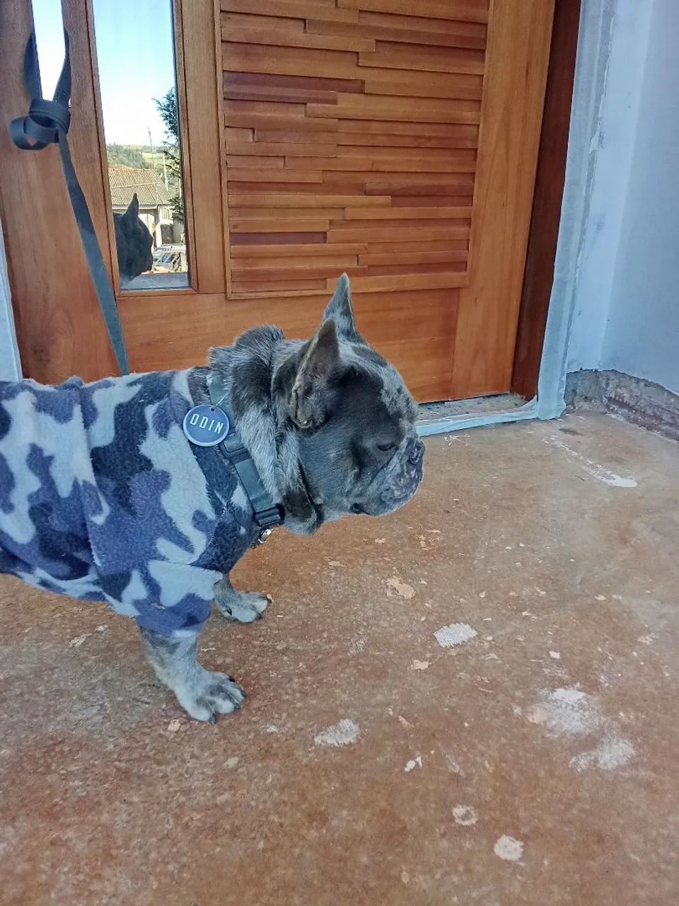 Bulldog Francês Fofo - Odin