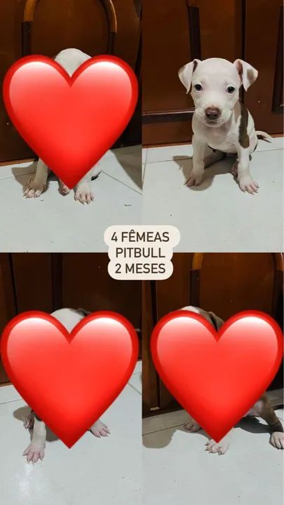 Filhote de PitBull - Foto 2