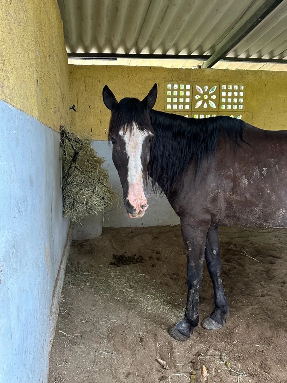 Cavalo Preto - Foto 2