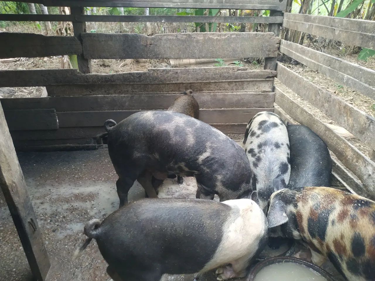 Porco inteiro grande.. novo  - Foto 2