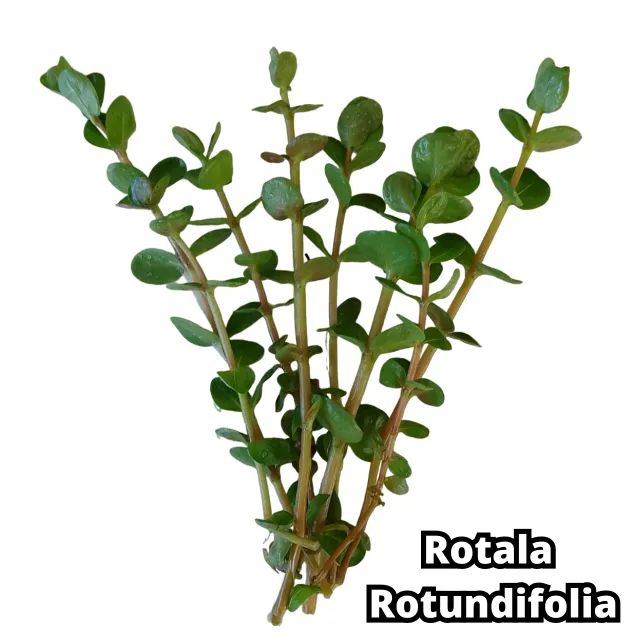 Kit 9 Plantas Naturais Lowtech Aquario 45 Ramos  + Brindes Ludwigia Rotala Bacopa Amania V - Foto 5