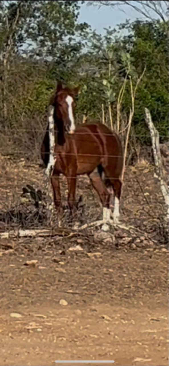 Cavalo 3/4 de quarto de milha 1 ano e meio