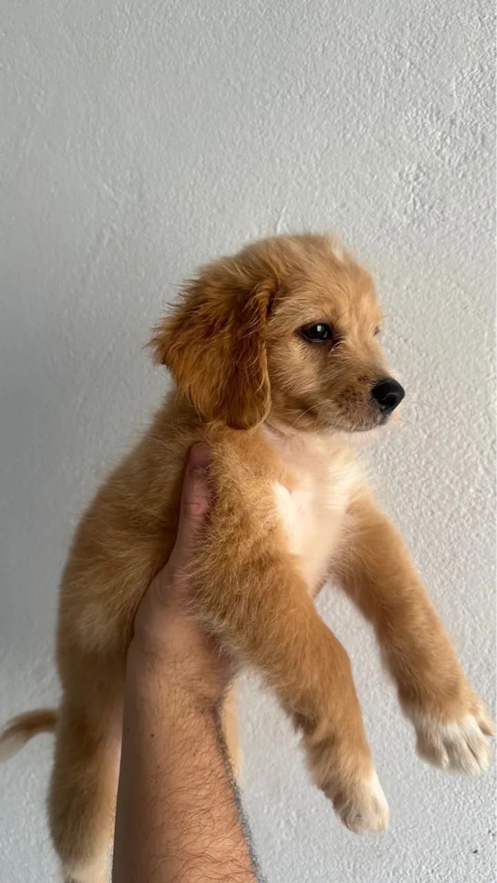 Filhotes de poodle (pais na última foto) - Foto 3