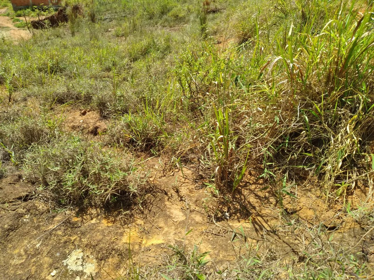 Jardim Salaco  - Foto 2