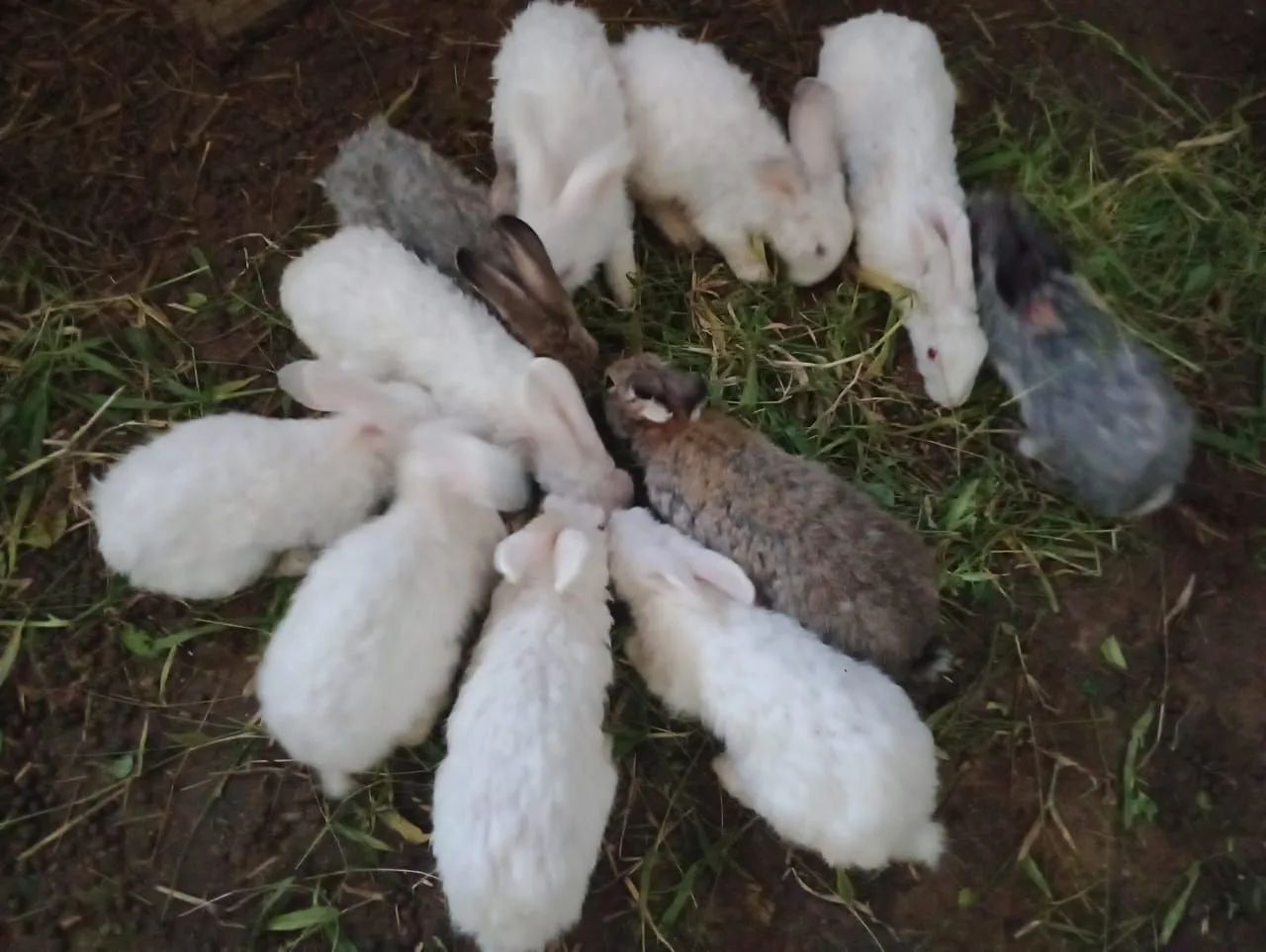 Coelhos disponíveis  - Foto 3