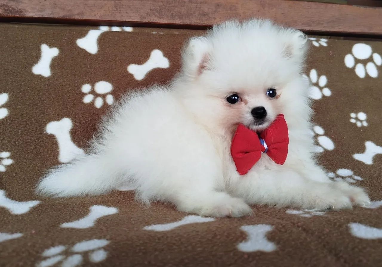 Spitz alemão vacinado e documentado  - Foto 2