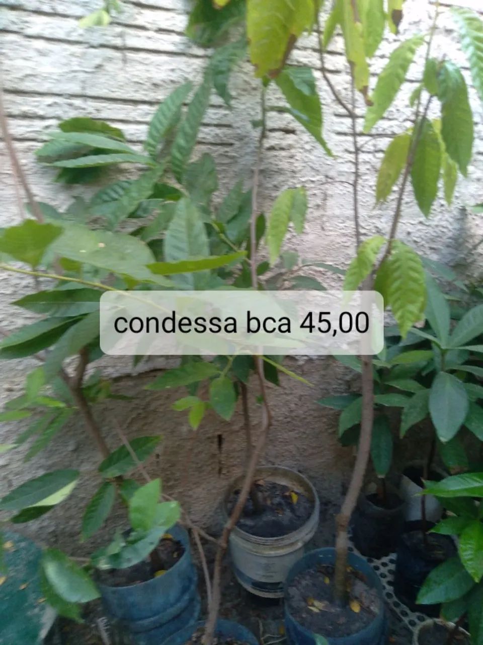 Muda frutíferas 2 - Foto 4