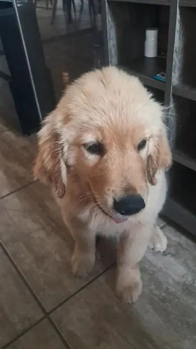 Filhote de Golden Retriever  - Foto 3