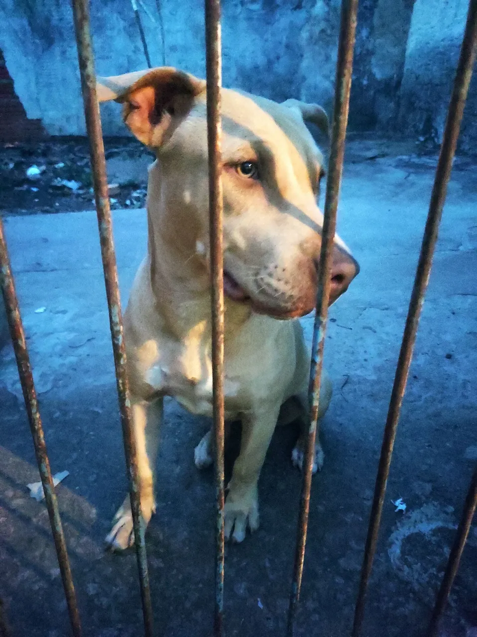 Filhote Pitbull fêmea 5 meses