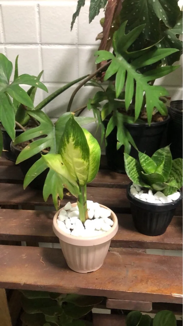 Plantas decorativas no Taguacenter