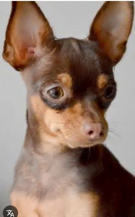 Pincher 0 machinho cor chocolate 