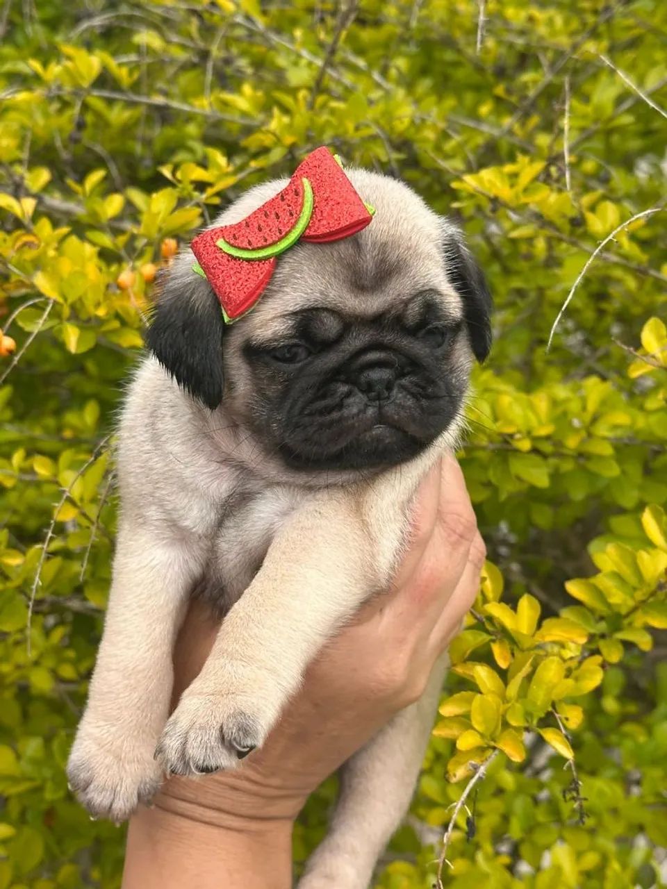 PUG FEMEA LINHAGEM NABUCO LINDA