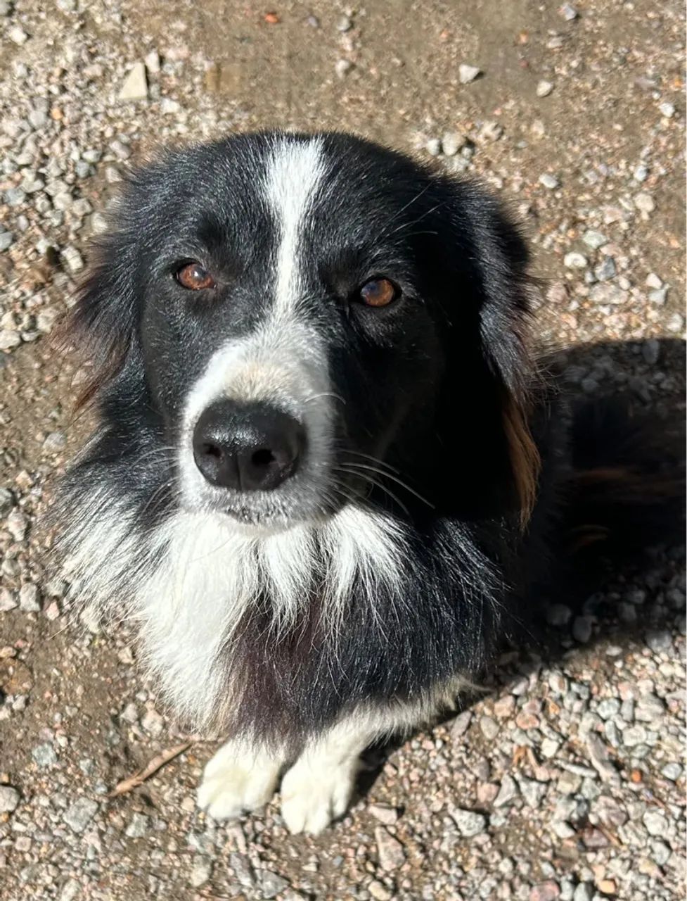 Doação boder collie puro 