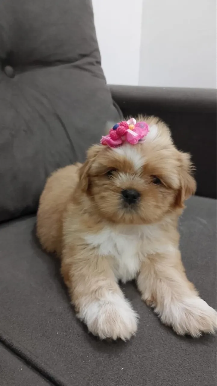 Filhote Shih Tzu fofo e charmoso!