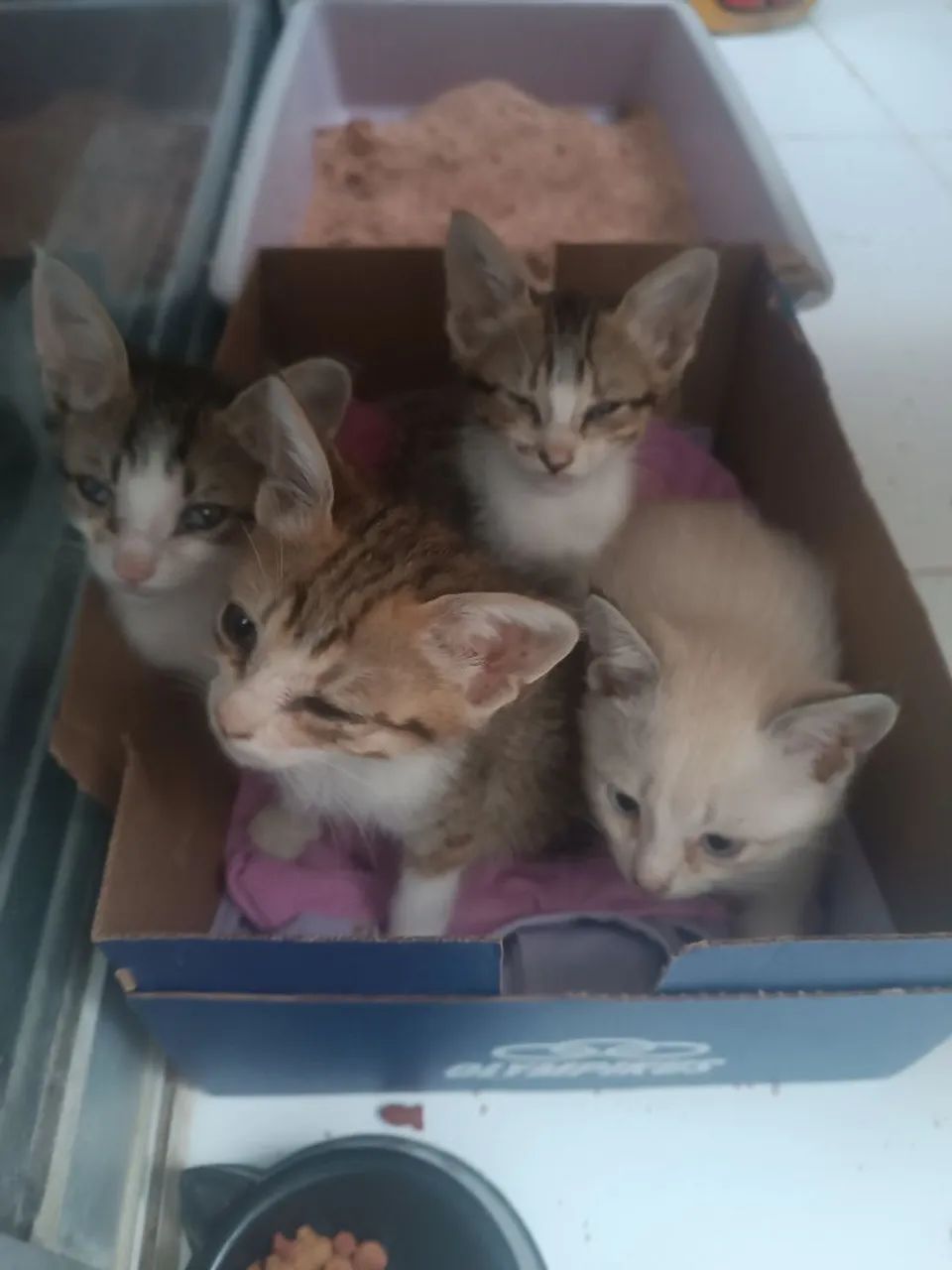 Adoção  com responsabilidade  - Foto 5