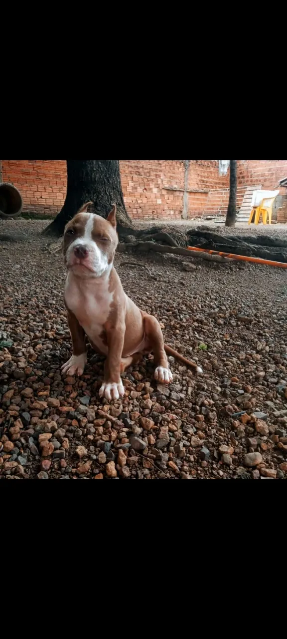 Filhote Pitbull Macho