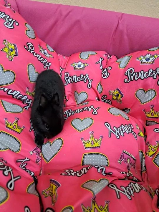 Mini coelho  - Foto 4